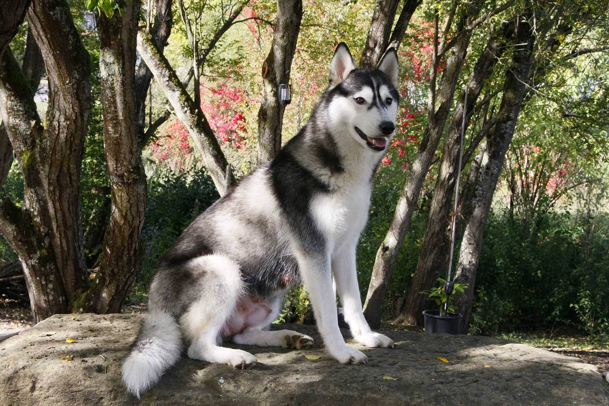 Ruby Rose participe au concours pour gagner de l'argent avec cette photo : canidae, canis, carnivore, dog, dog_breed, forest, fur, grass, plant, siberian_husky, sled_dog, snout, sporting_group, tail, terrestrial_animal, tree, wolf, woodland, working_animal, working_dog