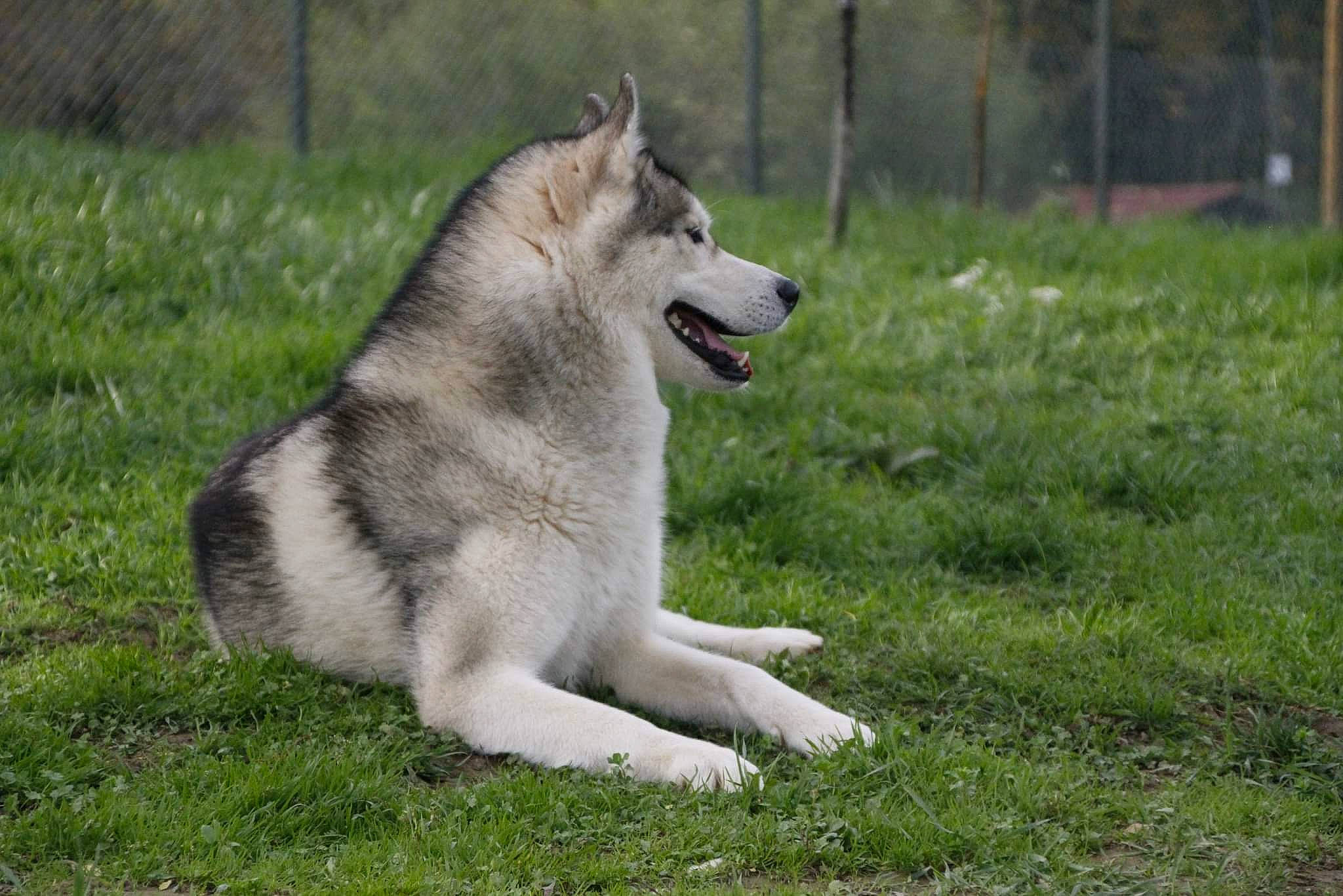 Jay participe au concours pour gagner de l'argent avec cette photo : ancient_dog_breeds, canidae, carnivore, companion_dog, dog, dog_breed, fang, grass, pet_supply, plant, snout, sporting_group, tail, terrestrial_animal, tree, wildlife, working_animal, working_dog