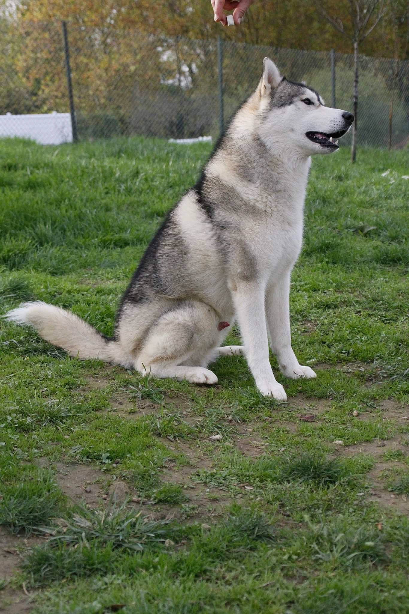 Jay a rejoint le concours — aidez-le/la à gagner de superbes lots ! ancient_dog_breeds, canidae, canis, carnivore, dog, dog_breed, grass, non_sporting_group, pet_supply, plant, siberian_husky, sled_dog, snout, sporting_group, tail, terrestrial_animal, tree, wildlife, wolf, working_dog