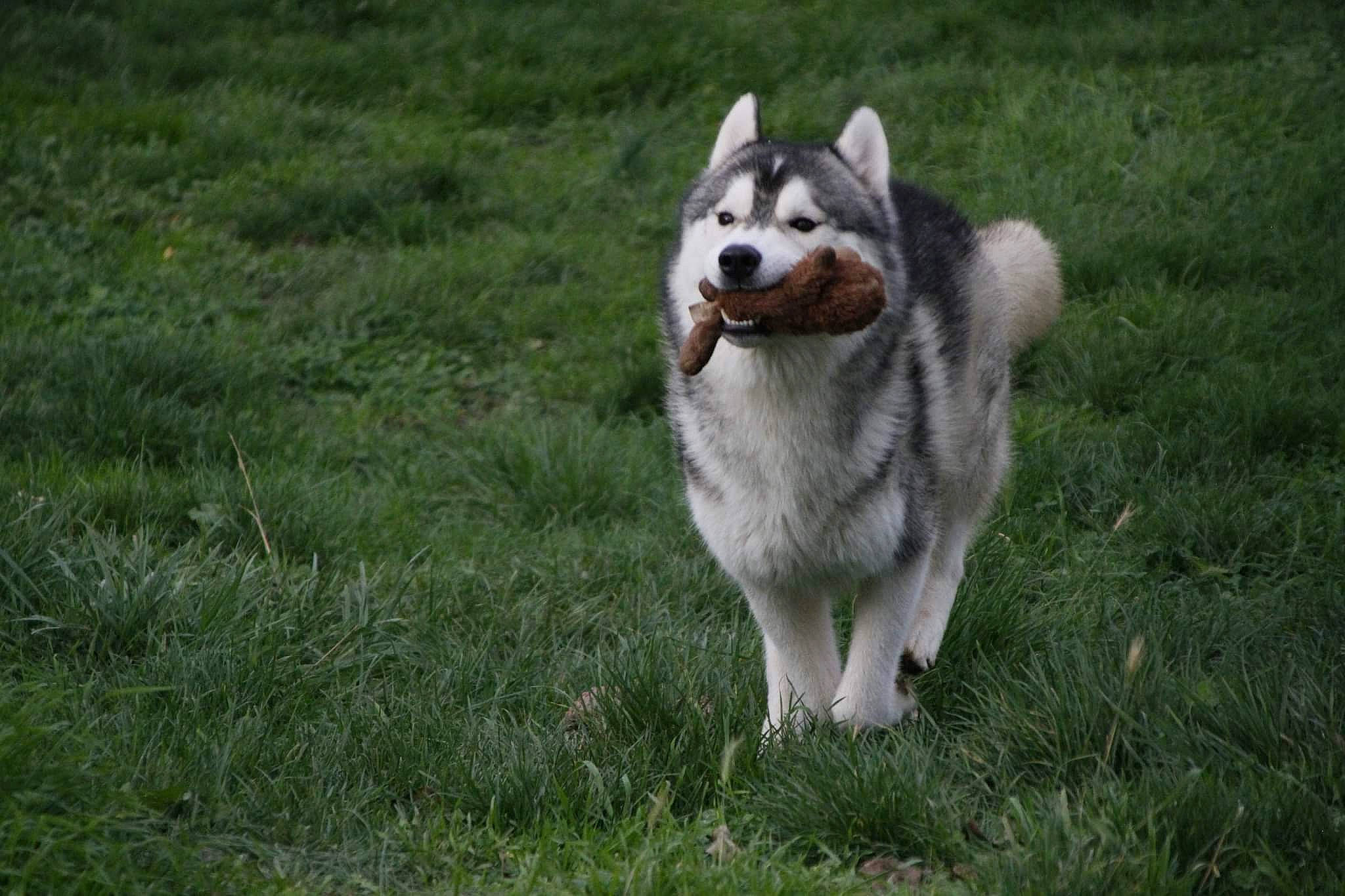 Jay participe au concours pour gagner de l'argent avec cette photo : alaskan_klee_kai, ancient_dog_breeds, canidae, canis, carnivore, companion_dog, dog, dog_breed, grass, livestock_guardian_dog, non_sporting_group, siberian_husky, sled_dog, snout, sporting_group, tail, terrestrial_animal, wolf, working_animal, working_dog