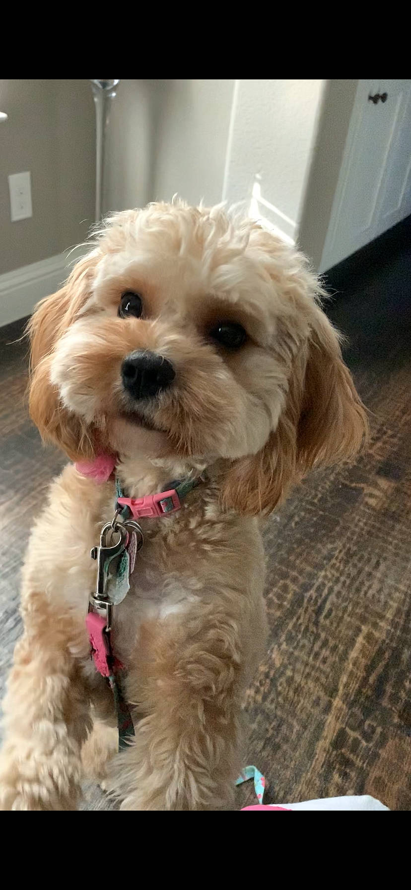 Summer joined the competition — help win amazing prizes! canidae, carnivore, cavachon, cavapoo, cockapoo, companion_dog, dog, dog_breed, dutch_smoushond, maltepoo, mammal, morkie, pekapoo, poodle_crossbreed, puppy, schnoodle, shih_poo, snout, vertebrate, yorkipoo