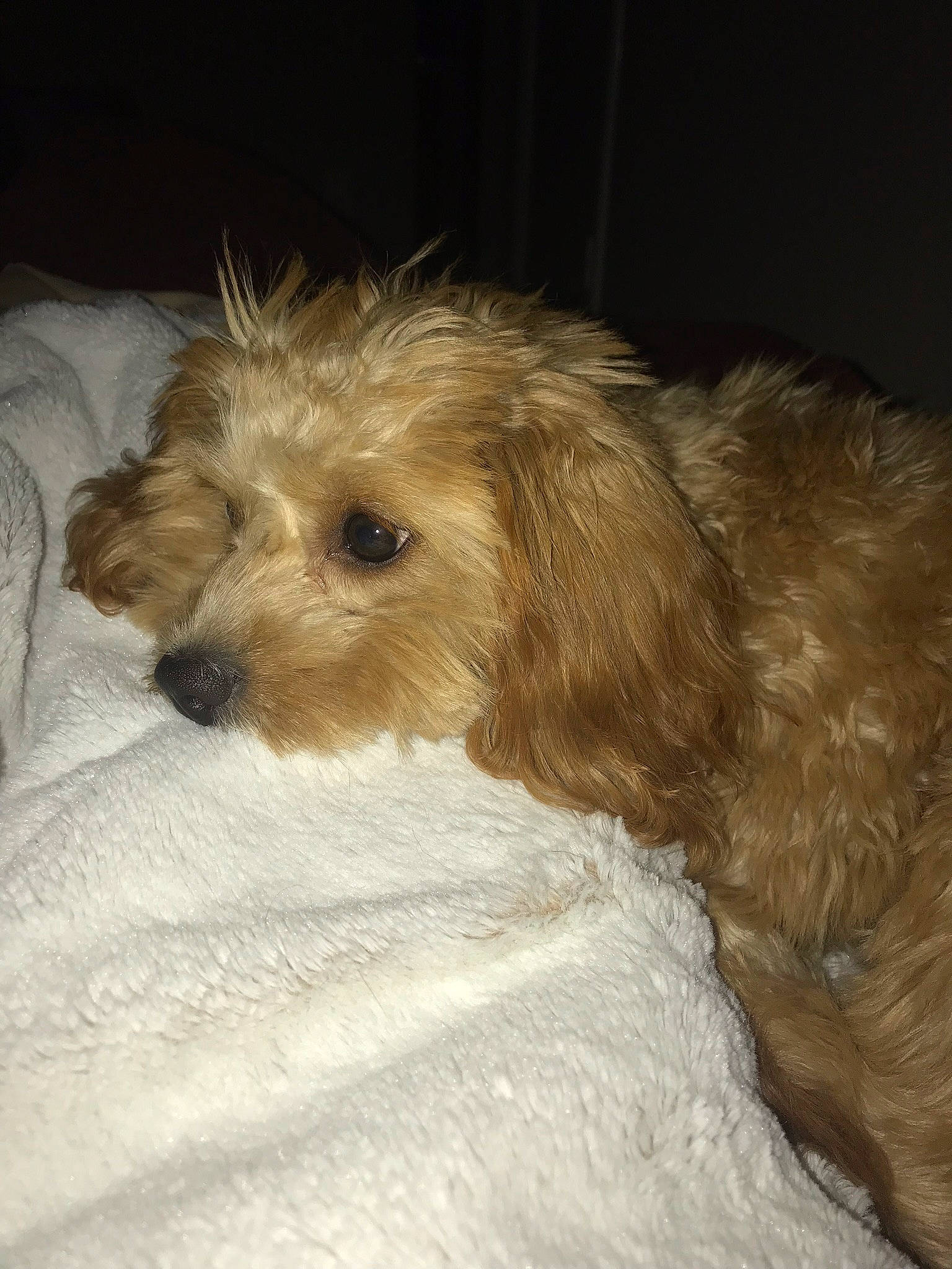 Summer joined the competition — help win amazing prizes! bosnian_coarse_haired_hound, canidae, carnivore, cavachon, cavapoo, cockapoo, companion_dog, dog, dog_breed, dutch_smoushond, glen_of_imaal_terrier, goldendoodle, maltepoo, mammal, poodle_crossbreed, puppy, schnoodle, sporting_lucas_terrier, terrier, vertebrate