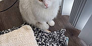 Kitty Johnson is registered to the contest to win money with this photo: adapter, angora, animal, bed, bedroom, blanket, cat, cushion, electricaldevice, electronics, furniture, homedecor, indoors, interiordesign, linen, pet, photography, plug, room, wood
