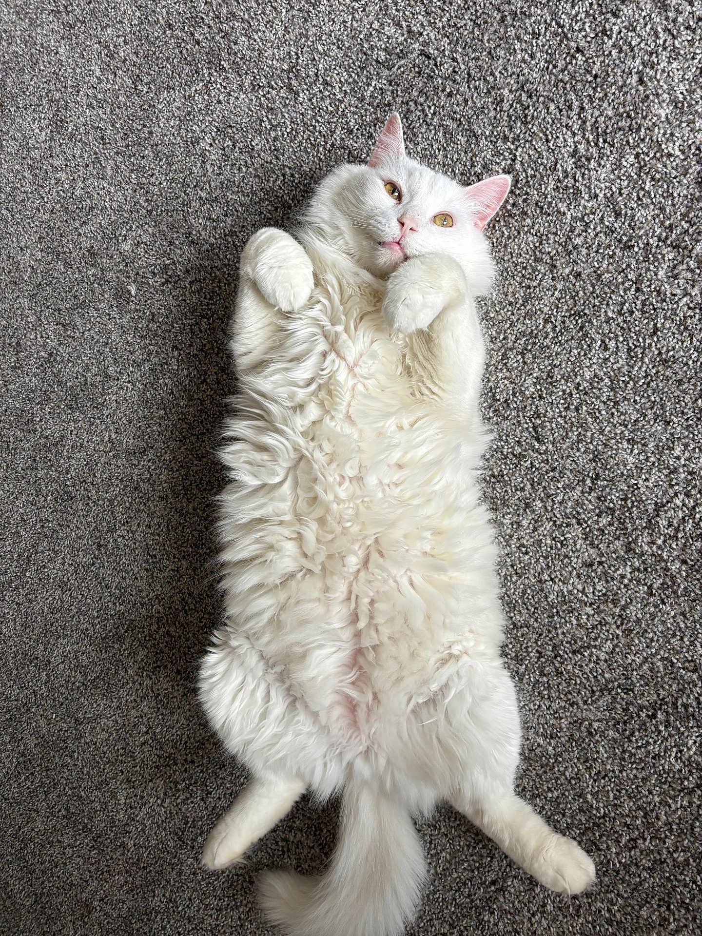 Kitty Johnson
