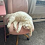 Kitty Johnson is registered to the contest to win money with this photo: airconditioner, animal, appliance, architecture, armchair, cat, chair, couch, cushion, device, electricaldevice, furniture, homedecor, indoors, interiordesign, kitten, manx, person, pet, sleeping