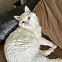 Kitty Johnson joined the competition — help win amazing prizes! abyssinian, angora, animal, blanket, cat, computer, couch, cushion, electronics, furniture, homedecor, indoors, kitten, manx, person, pet, pillow, siamese, sleeping, white