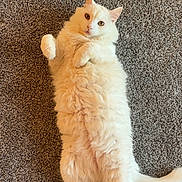 Kitty Johnson is registered to the contest to win money with this photo: abyssinian, accessories, angora, animal, cat, hardwood, kitten, leash, manx, pet, plywood, siamese, strap, wood