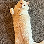 abyssinian, accessories, angora, animal, cat, hardwood, kitten, leash, manx, pet, plywood, siamese, strap, wood