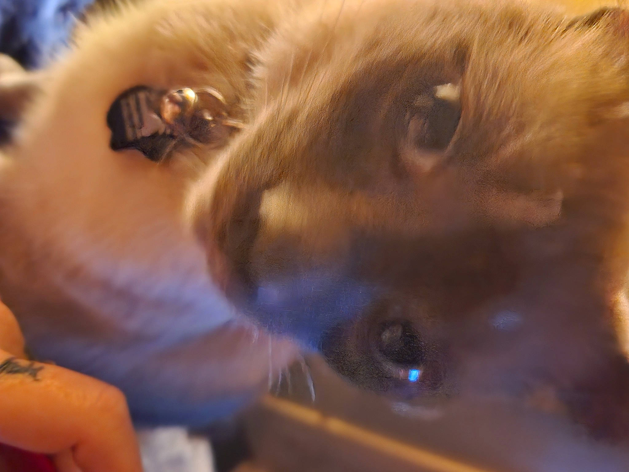 Vinnie joined the competition — help win amazing prizes! canidae, carnivore, cat, claw, companion_dog, dog_breed, domestic_short_haired_cat, ear, eyelash, fawn, felidae, fur, paw, small_to_medium_sized_cats, snout, sporting_group, whiskers, wildlife