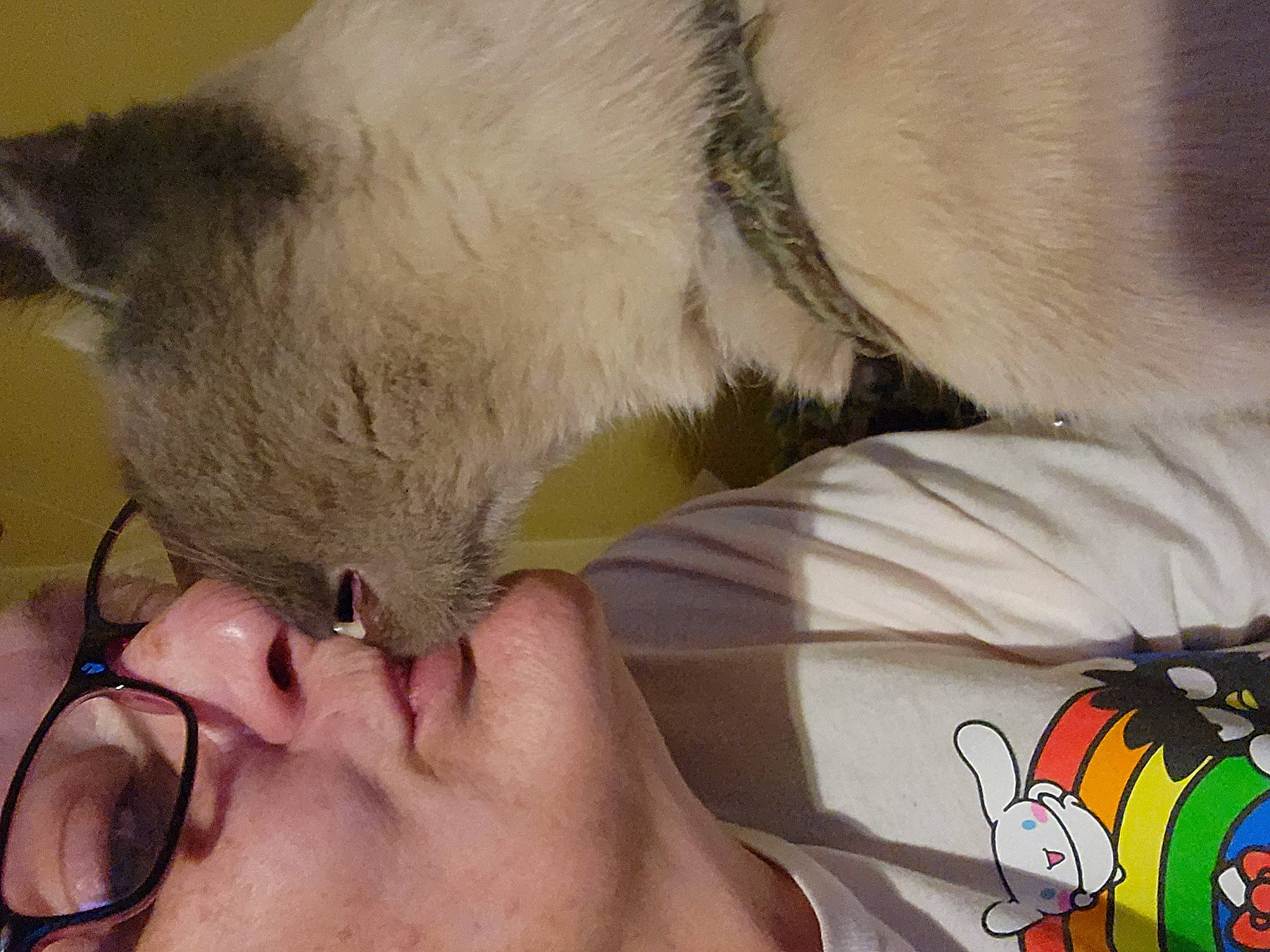 Vinnie joined the competition — help win amazing prizes! balinese, carnivore, cat, chest, comfort, domestic_short_haired_cat, ear, eyelash, fawn, felidae, gesture, leg, nail, nose, skin, small_to_medium_sized_cats, tail, thai, vertebrate, whiskers