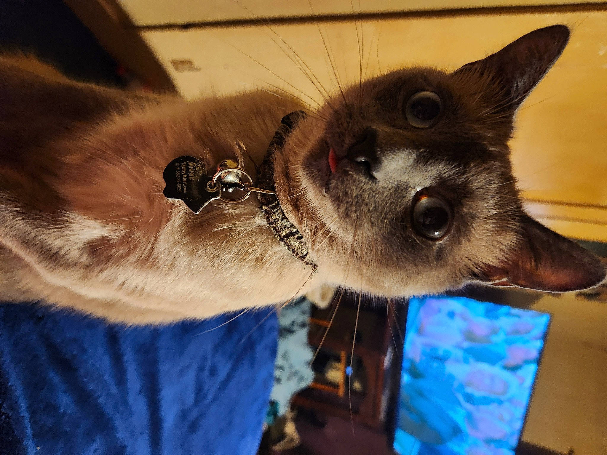 Vinnie joined the competition — help win amazing prizes! canidae, carnivore, collar, companion_dog, dog, dog_breed, ear, electric_blue, fawn, felidae, fur, jaw, natural_material, pet_supply, snout, sporting_group, terrestrial_animal, whiskers, wildlife, working_animal