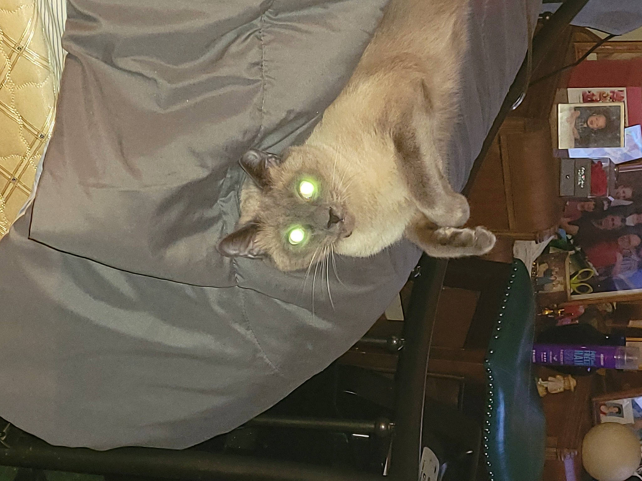 Vinnie is registered to the contest to win money with this photo: canidae, carnivore, cat, fawn, felidae, fur, room, shelf, small_to_medium_sized_cats, sporting_group, tail, whiskers