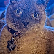 Vinnie Paul joined the competition — help win amazing prizes! cat, feline, pet, close_up, portrait, blue_eyes, whiskers, collar, tag, fur, indoor, blurred_background, domestic_cat, cute, looking_at_camera, soft_lighting, texture, nose, ears, relaxed