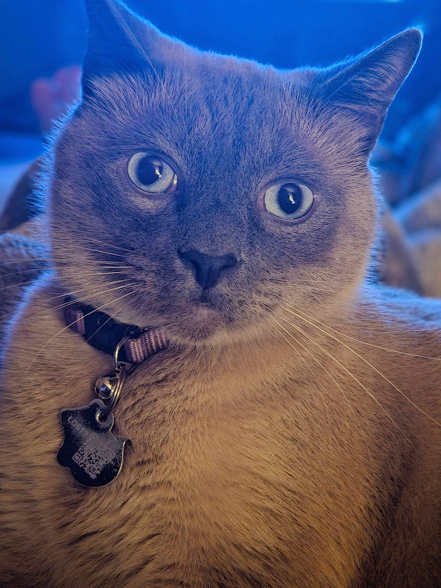 Vinnie Paul joined the competition — help win amazing prizes! cat, feline, pet, close_up, portrait, blue_eyes, whiskers, collar, tag, fur, indoor, blurred_background, domestic_cat, cute, looking_at_camera, soft_lighting, texture, nose, ears, relaxed