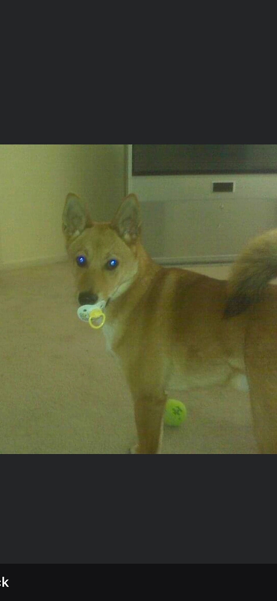 Lucky joined the competition — help win amazing prizes! ancient_dog_breeds, canidae, carnivore, companion_dog, dog, dog_breed, dog_supply, eye, fawn, fur, non_sporting_group, pet_supply, snout, sporting_group, tail, terrestrial_animal, whiskers, wood, working_animal, working_dog