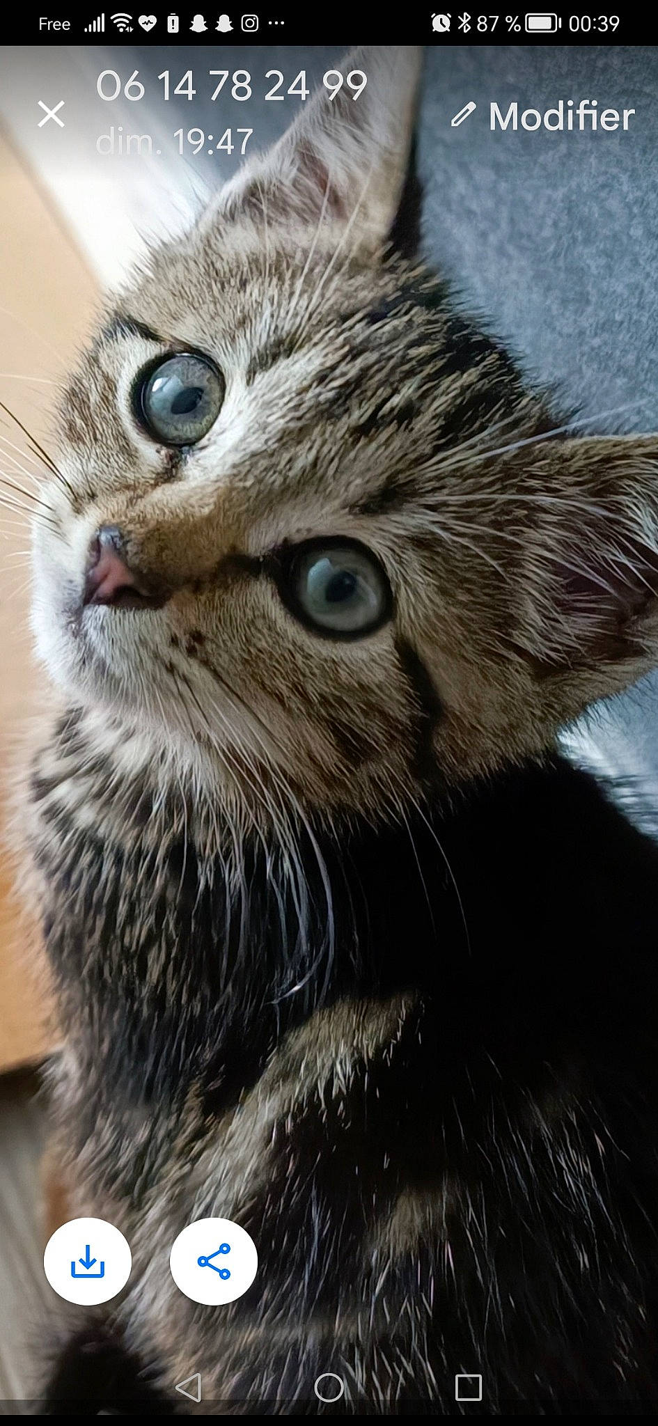 Praline a rejoint le concours — aidez-le/la à gagner de superbes lots ! carnivore, cat, claw, close_up, domestic_short_haired_cat, fawn, felidae, fur, iris, plant, small_to_medium_sized_cats, snout, tail, terrestrial_animal, whiskers, wildlife, window