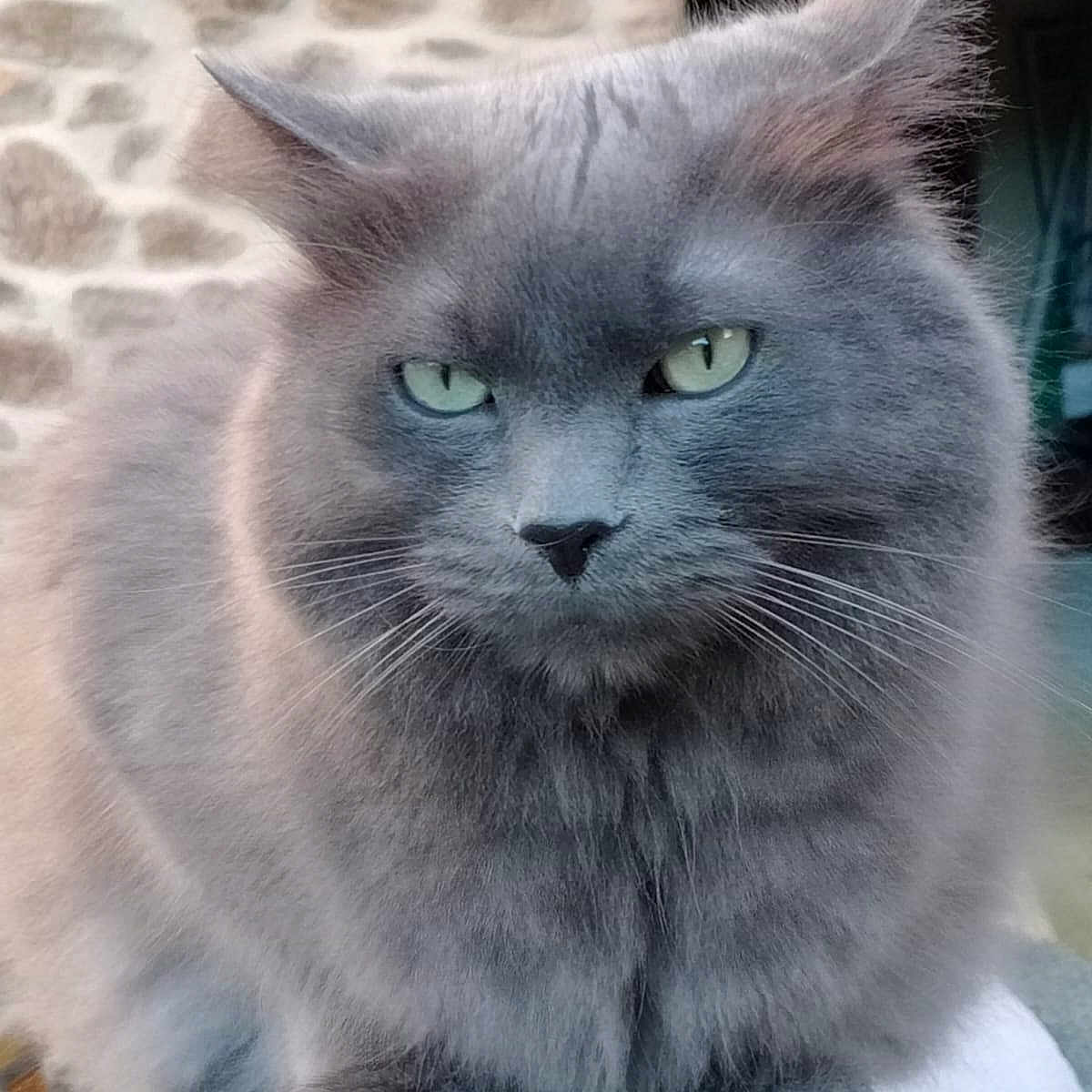 Ramyun a rejoint le concours — aidez-le/la à gagner de superbes lots ! animal, cat, closeup, cute, domestic_cat, ears, eyes, feline, fluffy, fur, gray_cat, mammal, nature, outdoor, paws, pet, portrait, sitting, stone_wall, whiskers