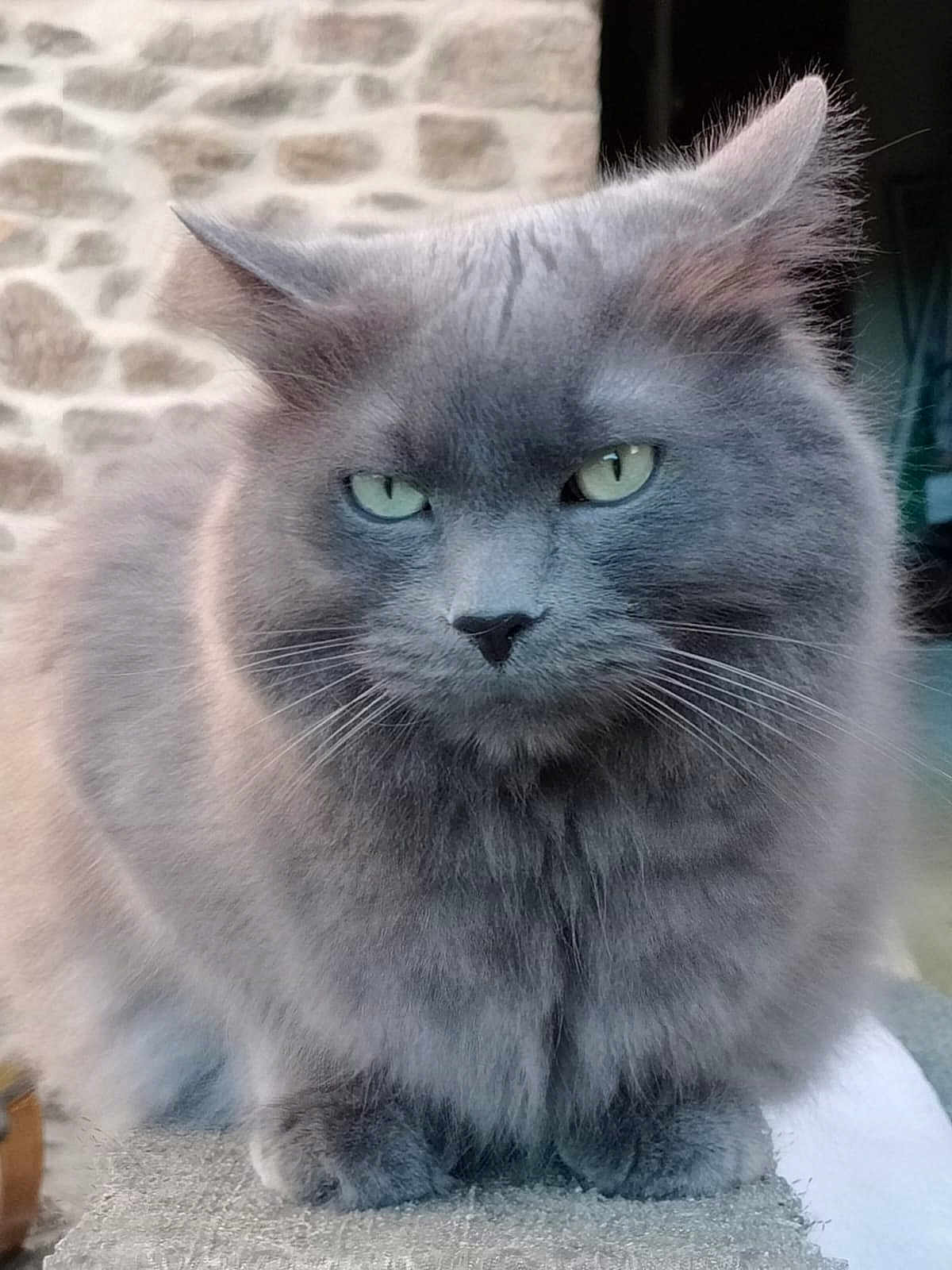Ramyun a rejoint le concours — aidez-le/la à gagner de superbes lots ! cat, gray_cat, fluffy, feline, pet, animal, outdoor, stone_wall, fur, whiskers, ears, eyes, paws, portrait, closeup, sitting, mammal, cute, domestic_cat, nature
