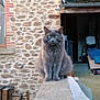 cat, gray_cat, feline, animal, pet, outdoor, stone_wall, garage, green_eyes, fur, sitting, looking, narrow_ledge, building, window, doorway, concrete, domestic_animal, house, daylight
