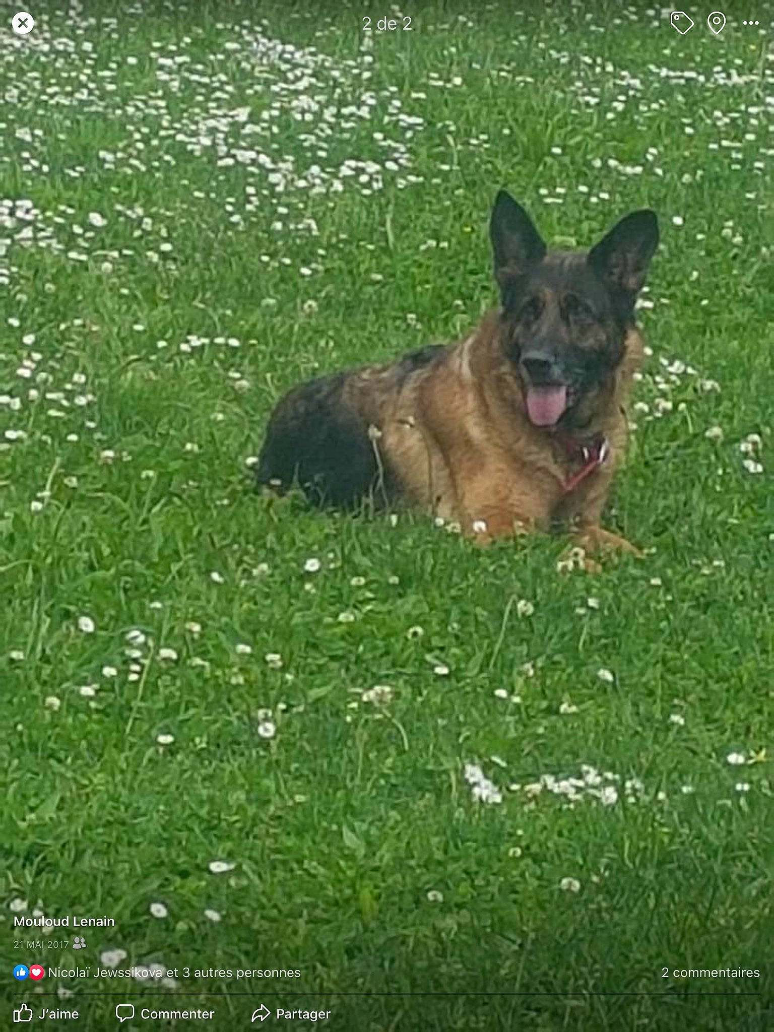 Nikita participe au concours pour gagner de l&#x27;argent avec cette photo : belgian_shepherd, belgian_shepherd_malinois, bohemian_shepherd, canidae, carnivore, dog, dog_breed, east_european_shepherd, german_shepherd_dog, grass, king_shepherd, kunming_wolfdog, mammal, old_german_shepherd_dog, plant, shiloh_shepherd_dog, tervuren, vertebrate, wolfdog, working_dog