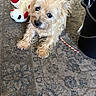 animal, black_bucket, brown_fur, carpet, companion, curious, cute, dog, domestic, floor, fur, household, indoor, laying_down, pet, playful, resting, small_dog, stuffed_animal, toy