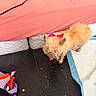 Fiona is registered to the contest to win money with this photo: animal, bed, bedroom, blanket, colorful, dog, electrical_appliance, floor, hair_dryer, home, indoor, laundry, mattress, pet, photography, pink_clothing, scruffy_fur, small_dog, tan_fur, white_pad