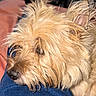 Fiona is registered to the contest to win money with this photo: blue_clothing, canine, close_up, closed_eyes, cozy, cute, dog, fluffy, golden_fur, indoors, lap, muzzle, nose, pet, portrait, relaxed, resting, shaggy_fur, sleeping, small_dog