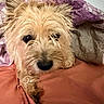 bed, bedding, black_nose, blanket, brown_eyes, close_up, cozy, cream_colored, dog, fluffy, gray, home, indoors, long_hair, lying_down, pet, pink, puppy, purple, sleepy