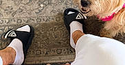 Fiona is registered to the contest to win money with this photo: animal, black_nose, carpet, casual, collar, dog, floor, grinning, human_feet, indoors, pet, pink_collar, portrait, sandals, scruffy_dog, small_dog, socks, tan_fur, teeth, white_clothing