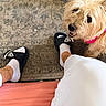 animal, black_nose, carpet, casual, collar, dog, floor, grinning, human_feet, indoors, pet, pink_collar, portrait, sandals, scruffy_dog, small_dog, socks, tan_fur, teeth, white_clothing