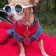 Chispa joined the competition — help win amazing prizes! dog, small_dog, sunglasses, red_sweater, denim_harness, pet, outdoor, blanket, red_blanket, forest_background, animal, cute, chihuahua, sun_glasses, accessory, service_dog_tag, canine, fur, pet_accessory, nature