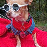 dog, small_dog, sunglasses, red_sweater, denim_harness, pet, outdoor, blanket, red_blanket, forest_background, animal, cute, chihuahua, sun_glasses, accessory, service_dog_tag, canine, fur, pet_accessory, nature