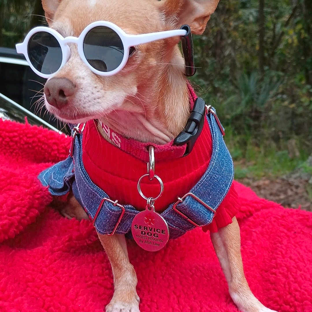 Chispa joined the competition — help win amazing prizes! dog, small_dog, sunglasses, red_sweater, denim_harness, pet, outdoor, blanket, red_blanket, forest_background, animal, cute, chihuahua, sun_glasses, accessory, service_dog_tag, canine, fur, pet_accessory, nature