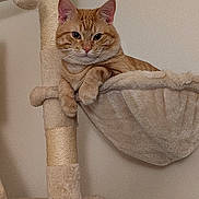Simba is registered to the contest to win money with this photo: cat, orange_tabby, cat_tree, hammock, plush, indoor, pet, feline, relaxed, animal, fur, whiskers, ears, claws, resting, home, comfortable, looking, cute, domestic