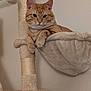 cat, orange_tabby, cat_tree, hammock, plush, indoor, pet, feline, relaxed, animal, fur, whiskers, ears, claws, resting, home, comfortable, looking, cute, domestic