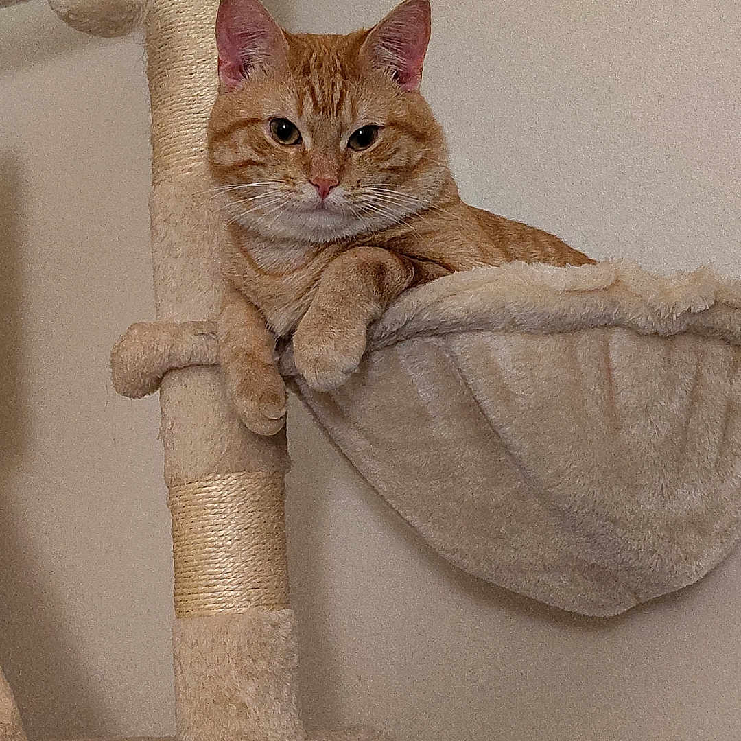 Simba is registered to the contest to win money with this photo: animal, cat, cat_tree, claws, comfortable, cute, domestic, ears, feline, fur, hammock, home, indoor, looking, orange_tabby, pet, plush, relaxed, resting, whiskers