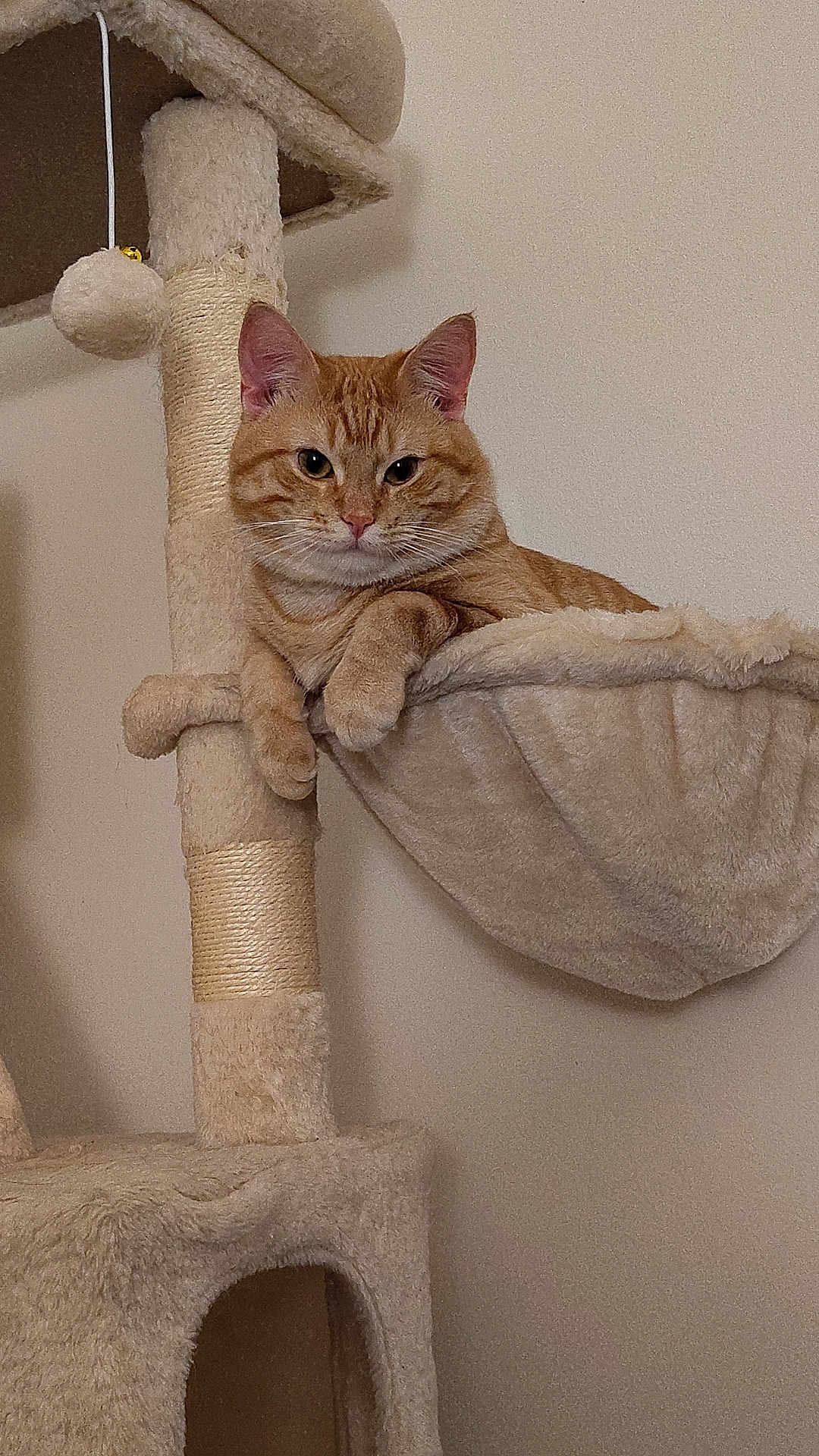 Simba is registered to the contest to win money with this photo: cat, orange_tabby, cat_tree, hammock, plush, indoor, pet, feline, relaxed, animal, fur, whiskers, ears, claws, resting, home, comfortable, looking, cute, domestic
