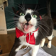 Roe is registered to the contest to win money with this photo: cat, black_and_white, indoor, red_bow, green_eyes, meowing, pet, animal, feline, whiskers, playful, closeup, paper, floor, door, home, curious, cute, domestic, expression