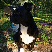Dollar joined the competition — help win amazing prizes! animal, backyard, black_and_white, canine, daylight, dog, garden, grass, leaves, nature, outdoor, pet, plants, quiet, shadow, sitting, soil, sunlight, trees, watchful