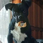 Dollar joined the competition — help win amazing prizes! dog, black_dog, white_chest, indoor, window, wooden_wall, pet, animal, canine, face, ears, food, treat, mouth, sitting, curious, expression, closeup, domestic, companion
