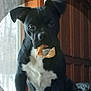 dog, black_dog, white_chest, indoor, window, wooden_wall, pet, animal, canine, face, ears, food, treat, mouth, sitting, curious, expression, closeup, domestic, companion