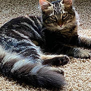 Gracie is registered to the contest to win money with this photo: cat, tabby, fluffy, pet, animal, indoor, carpet, fur, tail, ears, whiskers, relaxed, lying_down, mammal, cute, domestic, feline, striped, closeup, natural_light