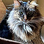 Gracie joined the competition — help win amazing prizes! cat, fluffy, long_hair, indoor, pet, feline, close_up, animal, portrait, fur, whiskers, ears, carpet, light, shadow, curious, domestic, mammal, cute, eyes