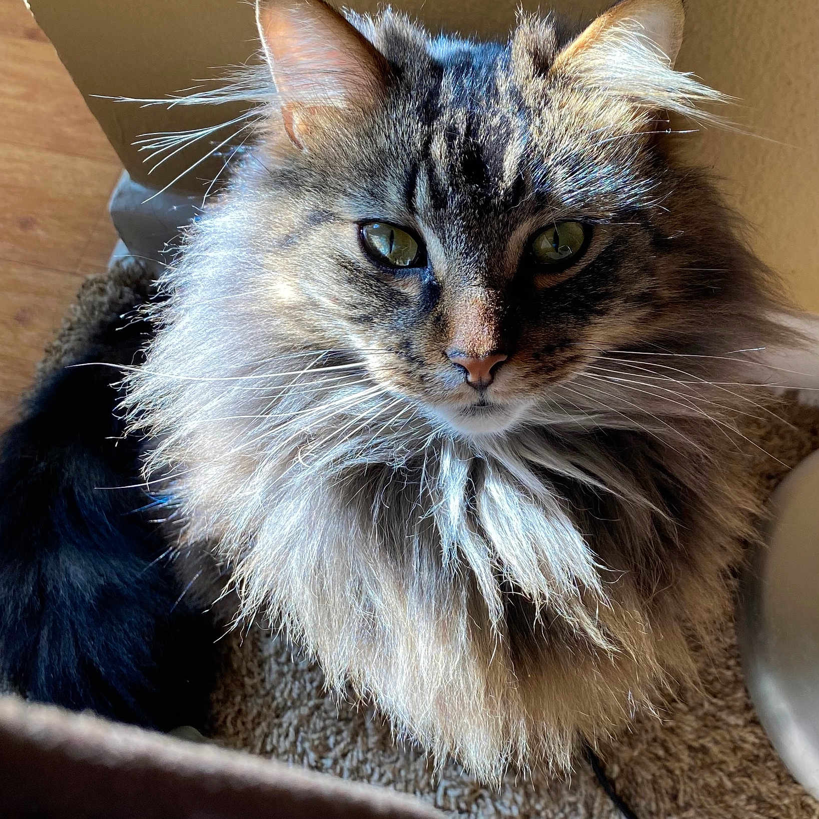 Gracie joined the competition — help win amazing prizes! animal, carpet, cat, close_up, curious, cute, domestic, ears, eyes, feline, fluffy, fur, indoor, light, long_hair, mammal, pet, portrait, shadow, whiskers