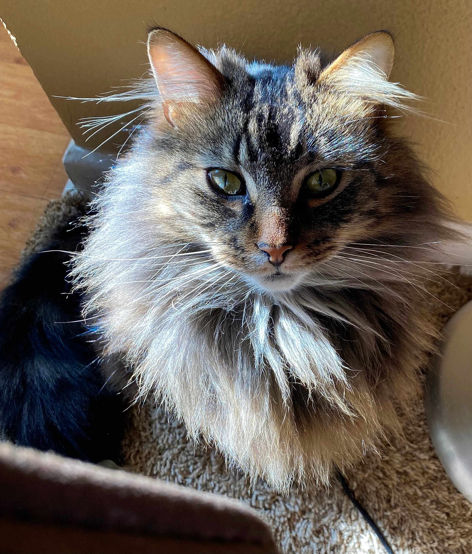 Gracie