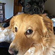 Theo is registered to the contest to win money with this photo: animal, black_dog, close_up, companions, cozy, cute, dog, ears, eyes, face, friendly, furry, golden_dog, house, indoor, looking, nose, pets, portrait, wooden_furniture
