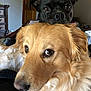 animal, black_dog, close_up, companions, cozy, cute, dog, ears, eyes, face, friendly, furry, golden_dog, house, indoor, looking, nose, pets, portrait, wooden_furniture