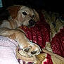 Theo is registered to the contest to win money with this photo: animal, bed, blanket, canine, comfort, cozy, dog, domestic, fur, indoors, lying_down, paw, pet, quiet, relaxation, resting, sleepy, snuggle, soft, warm