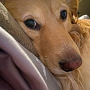 Theo is registered to the contest to win money with this photo: dog, golden_retriever, close_up, face, eyes, nose, fur, pet, animal, resting, blanket, soft, cozy, indoor, portrait, mammal, cute, calm, relaxed, warm_lighting