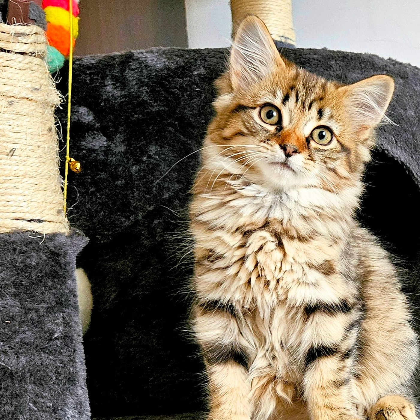 Nova joined the competition — help win amazing prizes! abyssinian, angora, animal, architecture, art, bird, cat, couch, cushion, furniture, handicraft, homedecor, indoors, interiordesign, kitten, lamp, lantern, manx, pet, toy